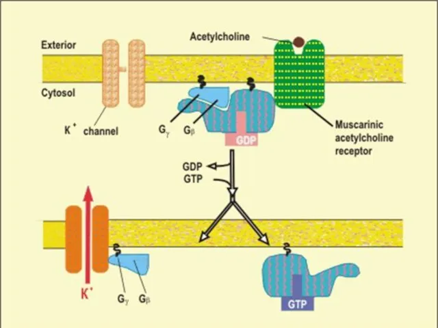 АЦЕТИЛХОЛИН ИНДУЦИРУЕТ ОТКРЫТИЕ К+ КАНАЛОВ В МЕМБРАНЕ (КЛЕТОК СЕРДЕЧНОЙ МЫШЦЫ)