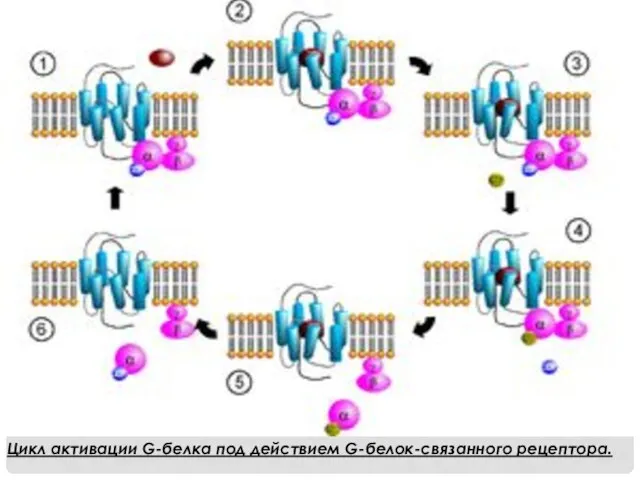 Цикл активации G-белка под действием G-белок-связанного рецептора.