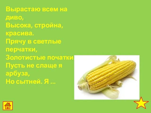 Вырастаю всем на диво, Высока, стройна, красива. Прячу в светлые перчатки, Золотистые початки.