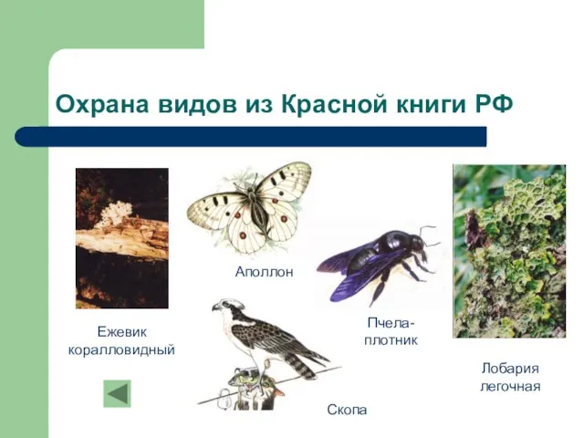 Охрана видов из Красной книги РФ
