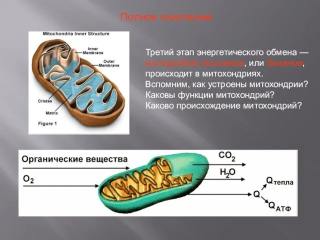 Третий этап энергетического обмена — кислородное окисление, или дыхание, происходит