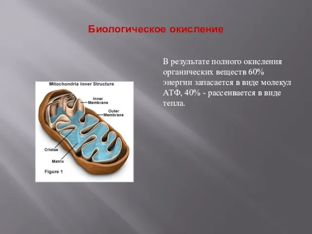 Биологическое окисление В результате полного окисления органических веществ 60% энергии