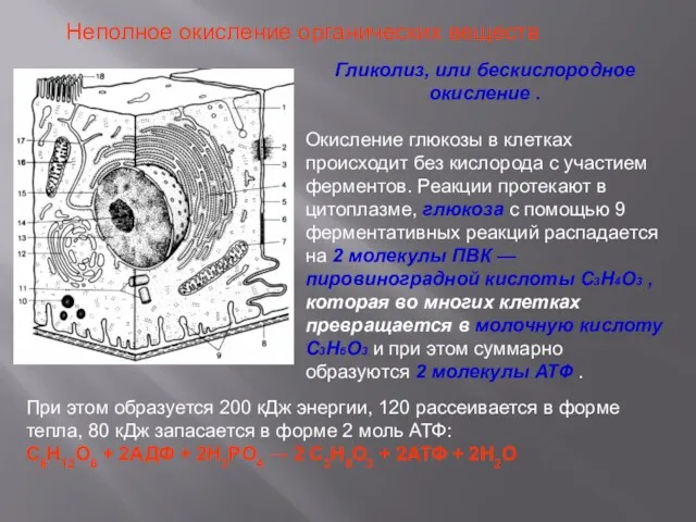 Гликолиз, или бескислородное окисление . Окисление глюкозы в клетках происходит