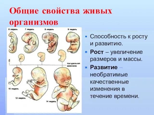 Общие свойства живых организмов Способность к росту и развитию. Рост