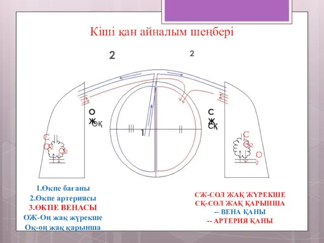 О2 О2 СО2 СО2 ОҚ СҚ ОЖ СЖ 1.Өкпе бағаны