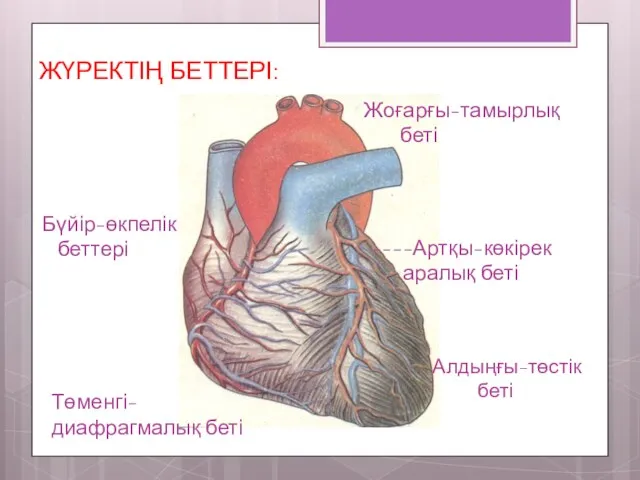 ЖҮРЕКТІҢ БЕТТЕРІ: Алдыңғы-төстік беті Төменгі- диафрагмалық беті Бүйір-өкпелік беттері ----Артқы-көкірек аралық беті Жоғарғы-тамырлық беті