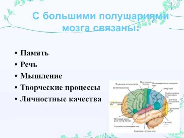 С большими полушариями мозга связаны: Память Речь Мышление Творческие процессы Личностные качества