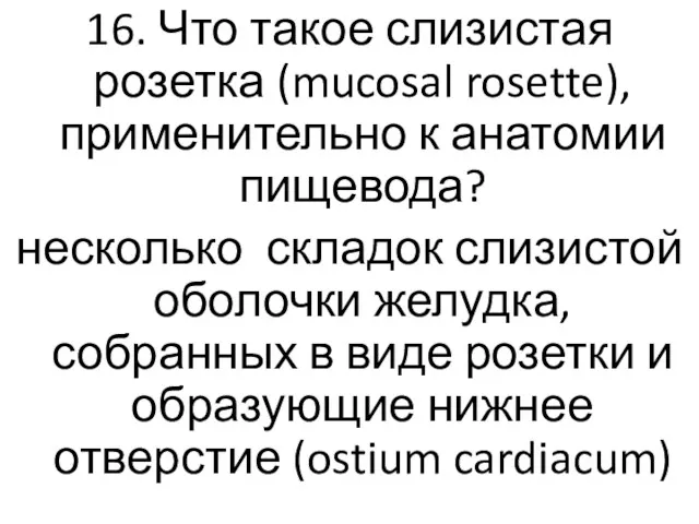 16. Что такое слизистая розетка (mucosal rosette), применительно к анатомии