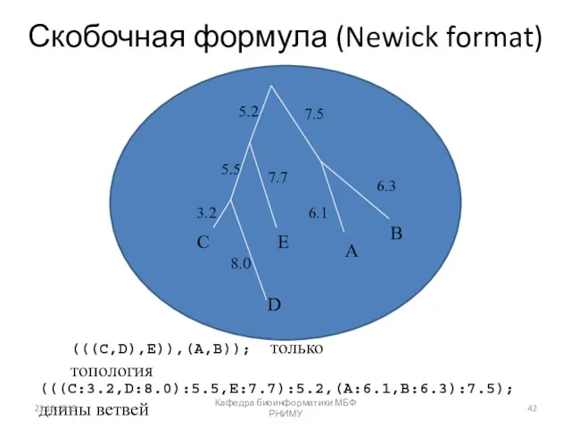 (((C:3.2,D:8.0):5.5,E:7.7):5.2,(A:6.1,B:6.3):7.5); длины ветвей (((C,D),E)),(A,B)); только топология Скобочная формула (Newick format) A B C