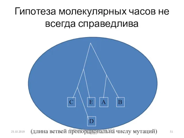 Гипотеза молекулярных часов не всегда справедлива A B C D E (длина ветвей