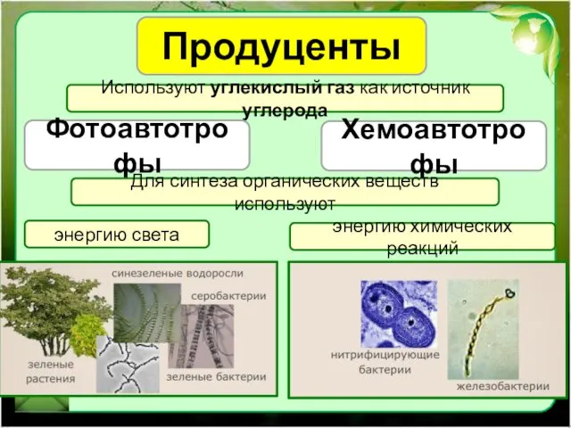 Продуценты Используют углекислый газ как источник углерода Фотоавтотрофы Хемоавтотрофы Для