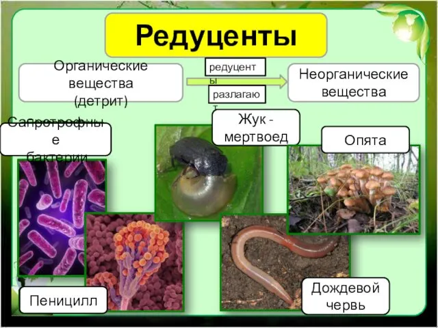 Редуценты Органические вещества (детрит) Неорганические вещества Сапротрофные бактерии редуценты разлагают