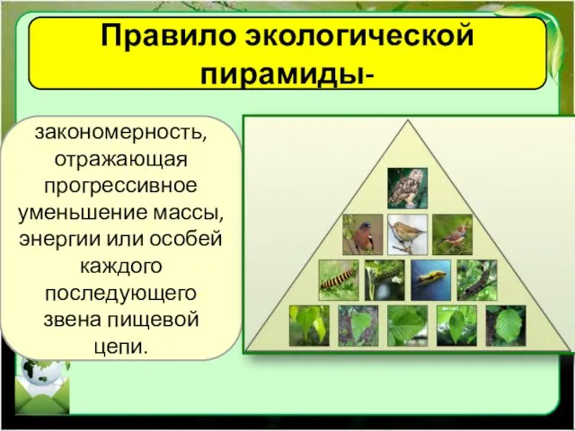 Правило экологической пирамиды- закономерность, отражающая прогрессивное уменьшение массы, энергии или особей каждого последующего звена пищевой цепи.