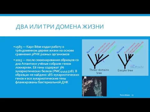 ДВА ИЛИ ТРИ ДОМЕНА ЖИЗНИ 1985 — Карл Вёзе издал работу о трёхдоменном