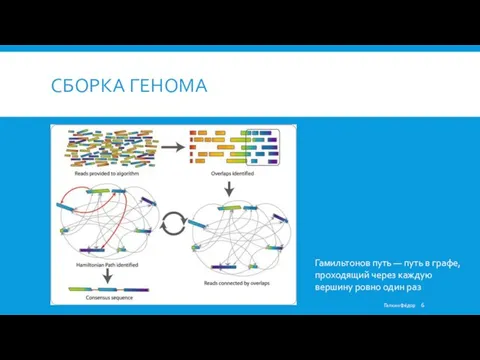 CБОРКА ГЕНОМА Гамильтонов путь — путь в графе, проходящий через