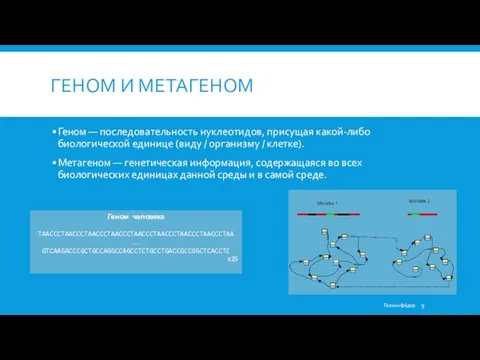 ГЕНОМ И МЕТАГЕНОМ Геном — последовательность нуклеотидов, присущая какой-либо биологической единице (виду /