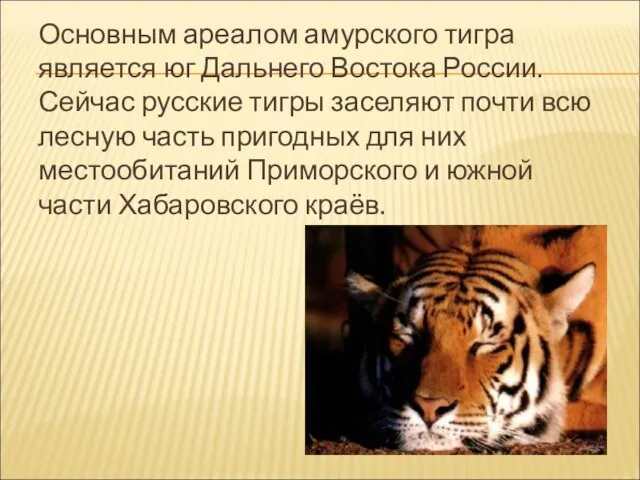 Основным ареалом амурского тигра является юг Дальнего Востока России. Сейчас русские тигры заселяют