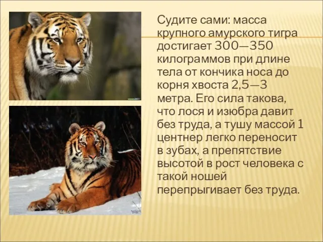 Судите сами: масса крупного амурского тигра достигает 300—350 килограммов при