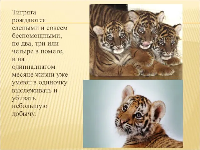 Тигрята рождаются слепыми и совсем беспомощными, по два, три или четыре в помете,