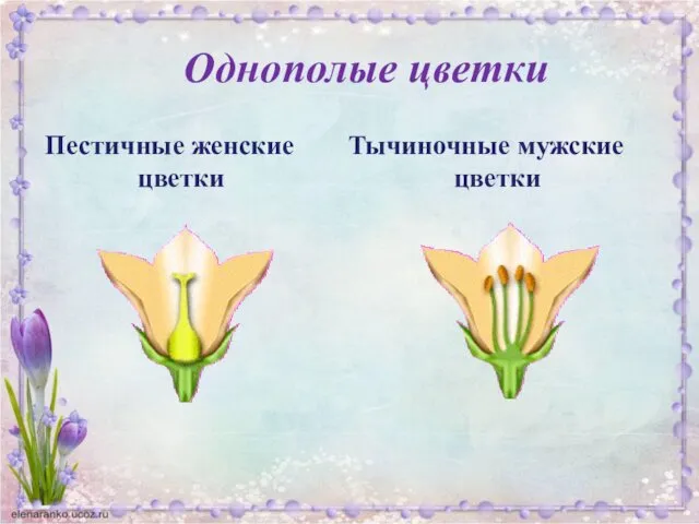 Однополые цветки Пестичные женские цветки Тычиночные мужские цветки