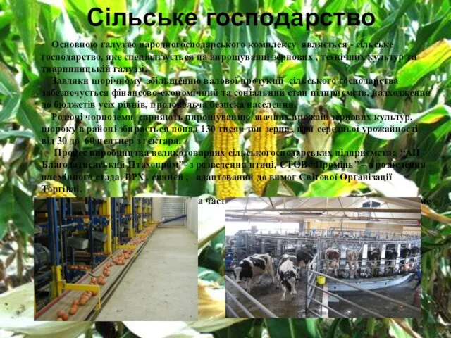 Сільське господарство Основною галуззю народногосподарського комплексу являється - сільське господарство,