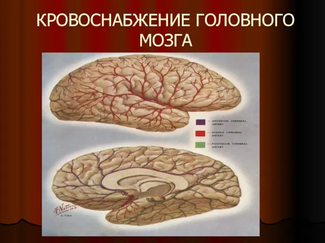 КРОВОСНАБЖЕНИЕ ГОЛОВНОГО МОЗГА