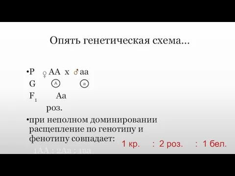 Опять генетическая схема… Р АА х аа G F1 Aa