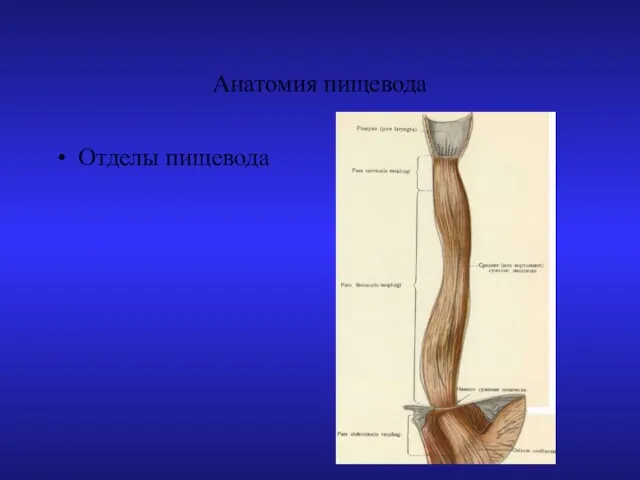 Анатомия пищевода Отделы пищевода L L