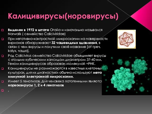 Калицивирусы(норовирусы) Выделен в 1972 в штате Огайо и изначально назывался