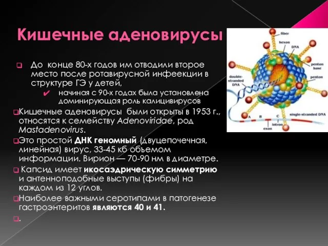 Кишечные аденовирусы До конце 80-х годов им отводили второе место