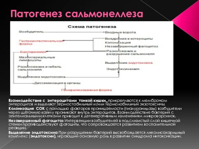 Патогенез сальмонеллеза Взаимодействие с энтероцитами тонкой кишки, прикрепляются к мембранам