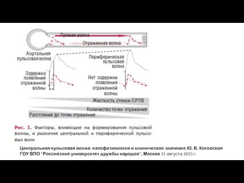 Центральная пульсовая волна: патофизиология и клиническое значение Ю. В. Котовская