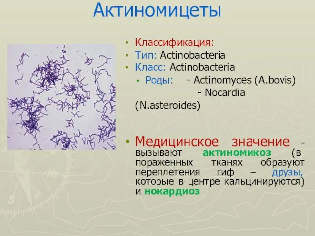 Актиномицеты Классификация: Тип: Actinobacteria Класс: Actinobacteria Роды: - Actinomyces (A.bovis) - Nocardia (N.asteroides)