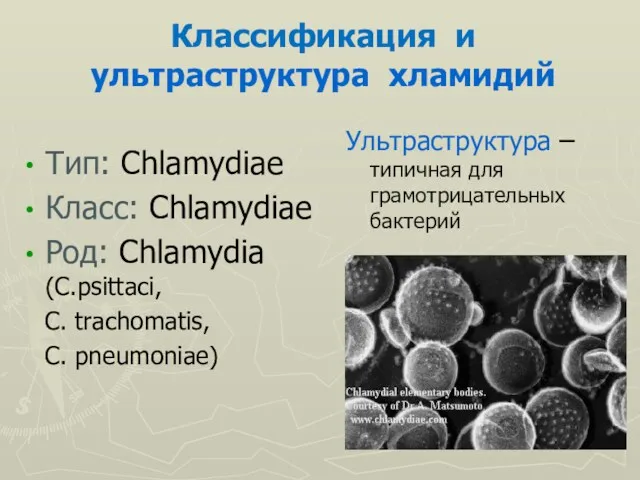 Классификация и ультраструктура хламидий Тип: Chlamydiaе Класс: Chlamydiae Род: Chlamydia (С.psittaci, C. trachomatis,