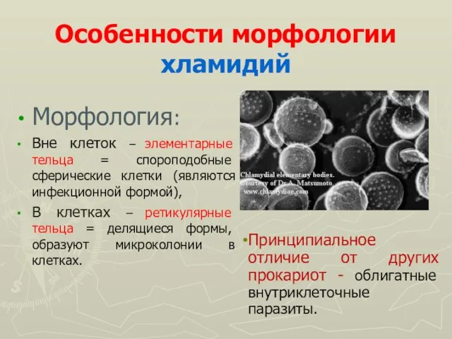 Особенности морфологии хламидий Морфология: Вне клеток – элементарные тельца = спороподобные сферические клетки