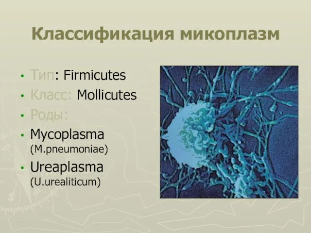 Классификация микоплазм Тип: Firmicutes Класс: Mollicutes Роды: Mycoplasma (M.pneumoniae) Ureaplasma (U.urealiticum)