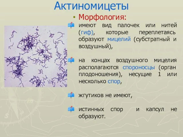 Актиномицеты Морфология: имеют вид палочек или нитей (гиф), которые переплетаясь образуют мицелий (субстратный