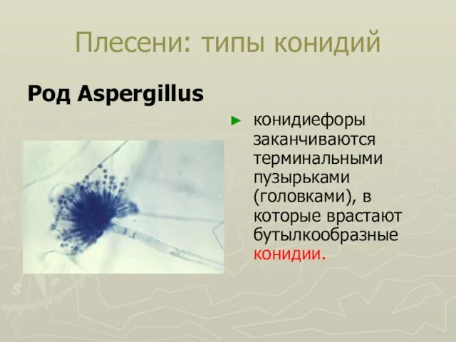 Плесени: типы конидий Род Aspergillus конидиефоры заканчиваются терминальными пузырьками (головками), в которые врастают бутылкообразные конидии.