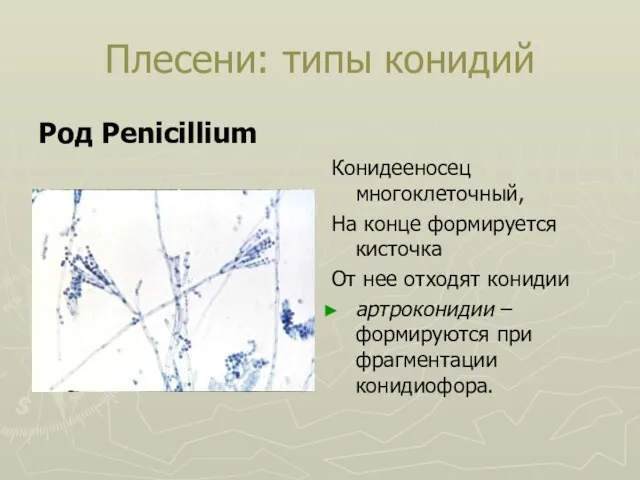 Плесени: типы конидий Род Penicillium Конидееносец многоклеточный, На конце формируется кисточка От нее