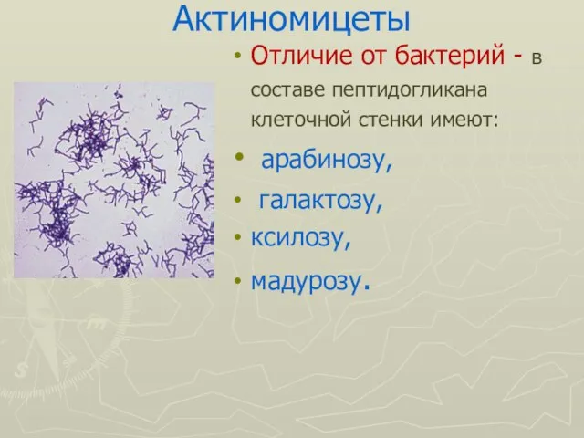 Актиномицеты Отличие от бактерий - в составе пептидогликана клеточной стенки имеют: арабинозу, галактозу, ксилозу, мадурозу.