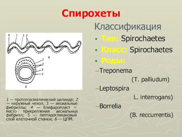 Спирохеты Классификация Тип: Spirochaetes Класс: Spirochaetes Роды: Treponema (T. palliudum) Leptospira L. interrogans)