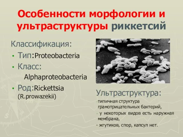 Особенности морфологии и ультраструктуры риккетсий Классификация: Тип:Proteobacteria Класс: Alphaproteobacteria Род:Rickettsia (R.prowazekii) Ультраструктура: типичная
