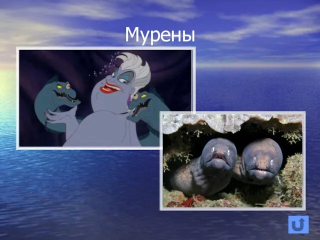 Мурены