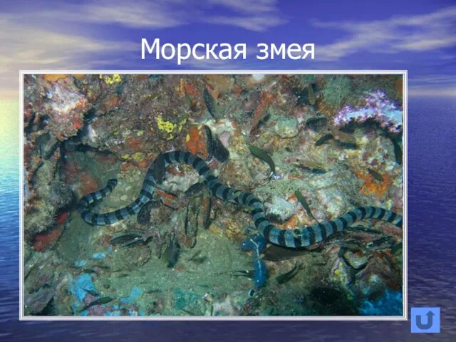 Морская змея