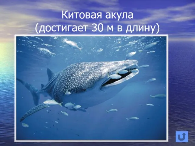 Китовая акула (достигает 30 м в длину)