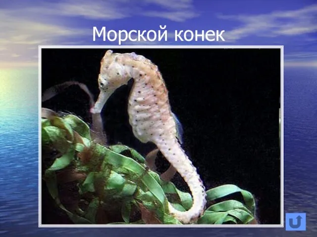 Морской конек