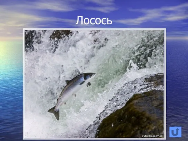 Лосось