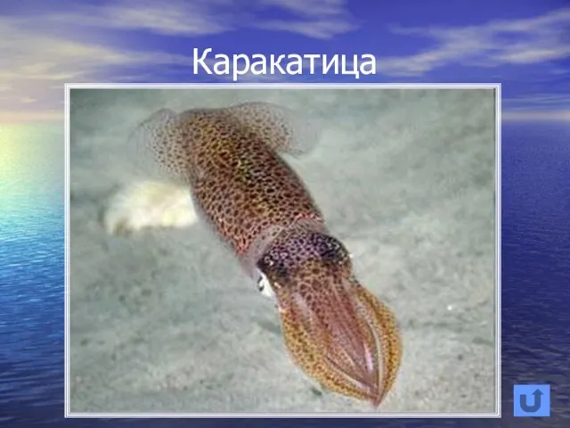 Каракатица