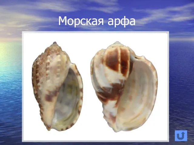 Морская арфа