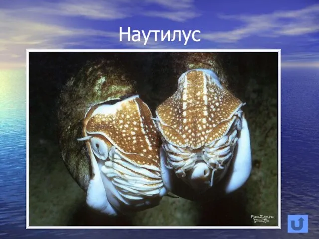 Наутилус